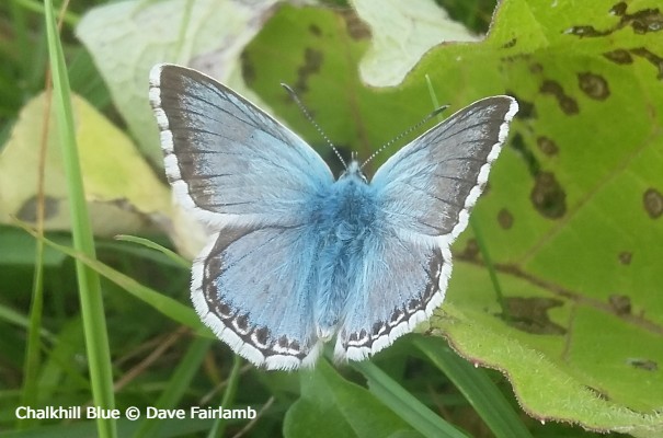Chalkhill Blue Butterfly © Dave Fairlamb